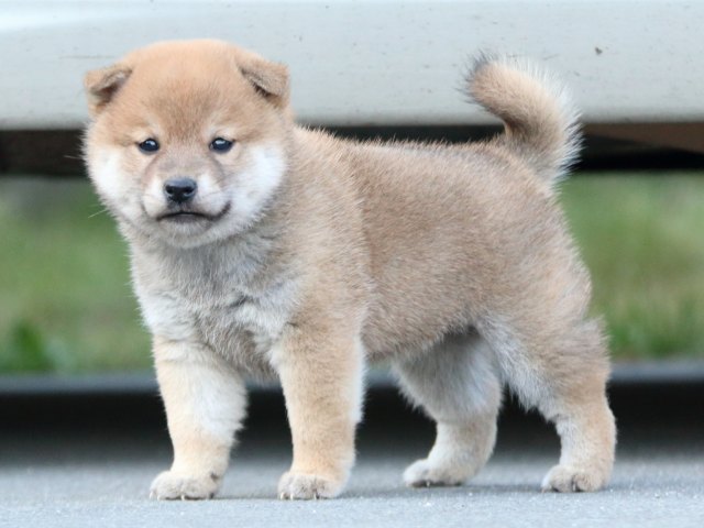 IMG_4613-shiba-puppy IMG_4613-shiba-puppy