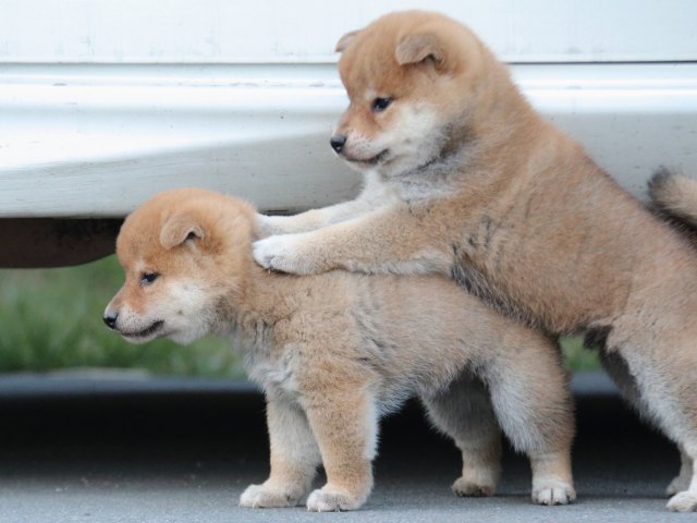 IMG_4627-shiba-puppy IMG_4627-shiba-puppy