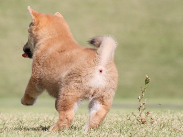 IMG_4632-shiba-puppy IMG_4632-shiba-puppy