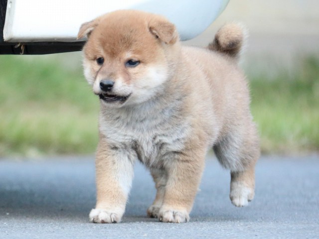 IMG_4643-shiba-puppy IMG_4643-shiba-puppy