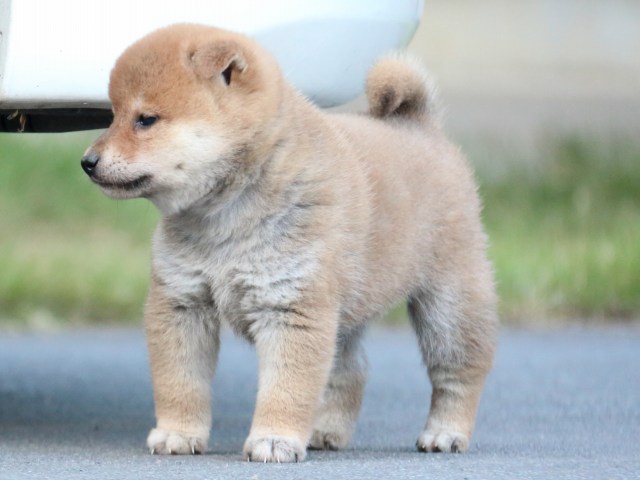 IMG_4644-shiba-puppy IMG_4644-shiba-puppy