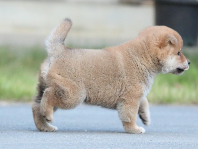 IMG_4649-shiba-puppy IMG_4649-shiba-puppy