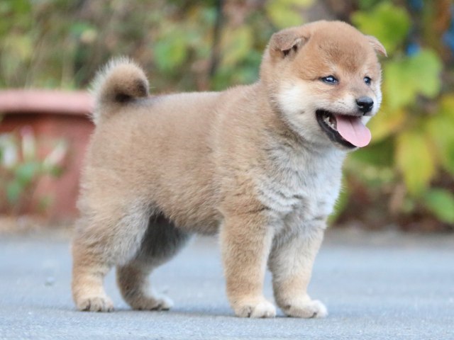 IMG_4651-shiba-puppy IMG_4651-shiba-puppy
