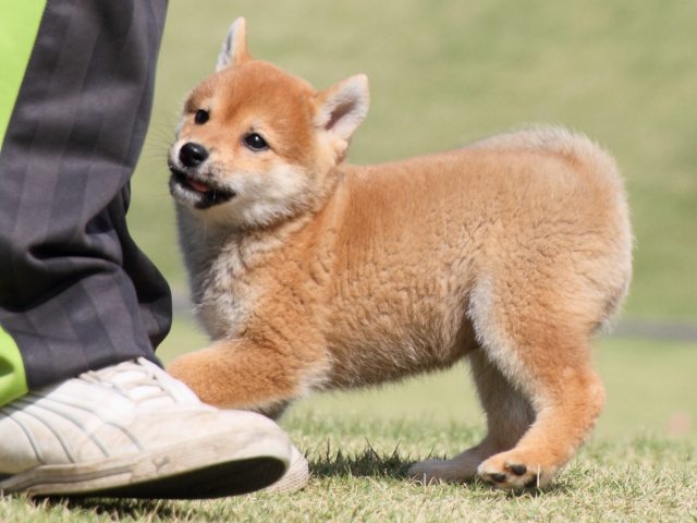 IMG_4652-shiba-puppy IMG_4652-shiba-puppy