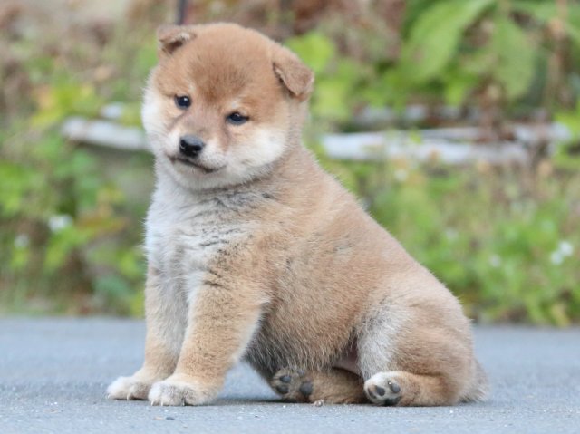 IMG_4658-shiba-puppy IMG_4658-shiba-puppy