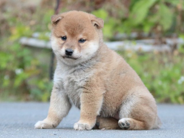 IMG_4663-shiba-puppy IMG_4663-shiba-puppy