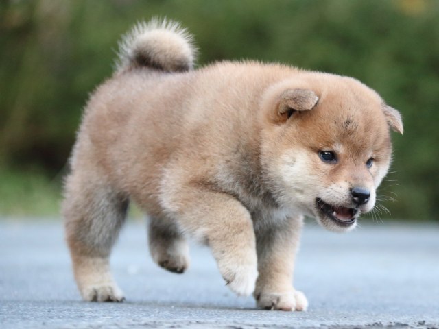 IMG_4670-shiba-puppy IMG_4670-shiba-puppy