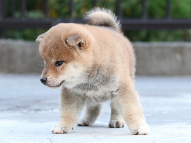 IMG_4674-shiba-puppy IMG_4674-shiba-puppy