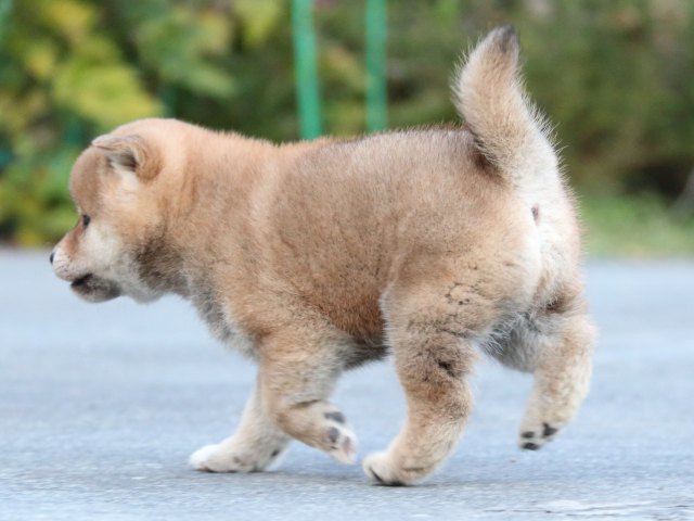 IMG_4678-shiba-puppy IMG_4678-shiba-puppy