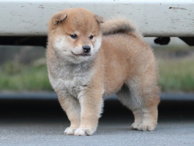 IMG_4694-shiba-puppy IMG_4694-shiba-puppy