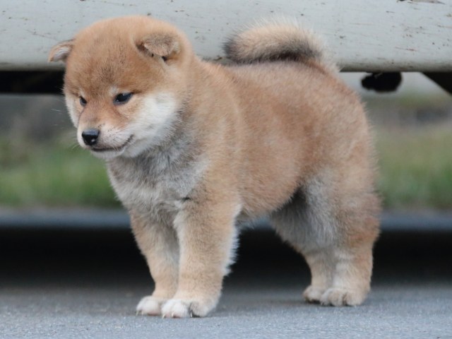 IMG_4697-shiba-puppy IMG_4697-shiba-puppy