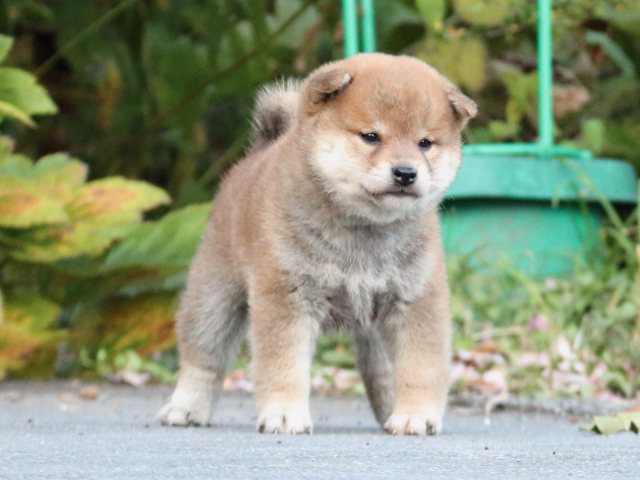 IMG_4707-shiba-puppy IMG_4707-shiba-puppy