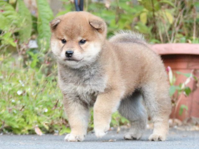 IMG_4717-shiba-puppy IMG_4717-shiba-puppy