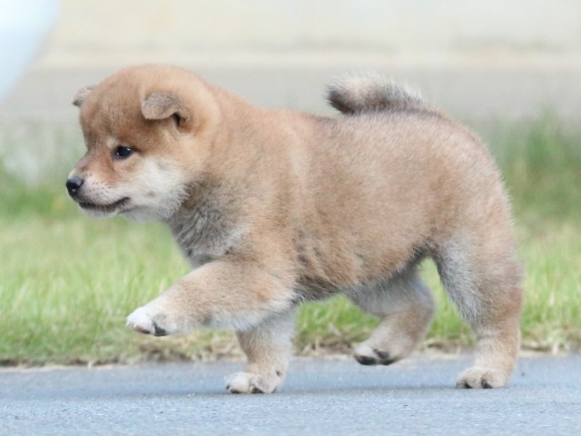 IMG_4722-shiba-puppy IMG_4722-shiba-puppy