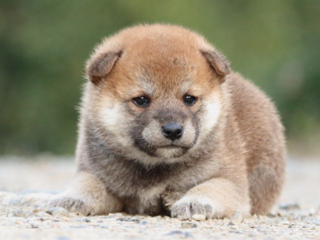 IMG_4779-shiba-puppy IMG_4779-shiba-puppy