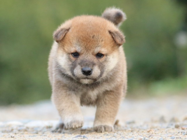 IMG_4795-shiba-puppy IMG_4795-shiba-puppy