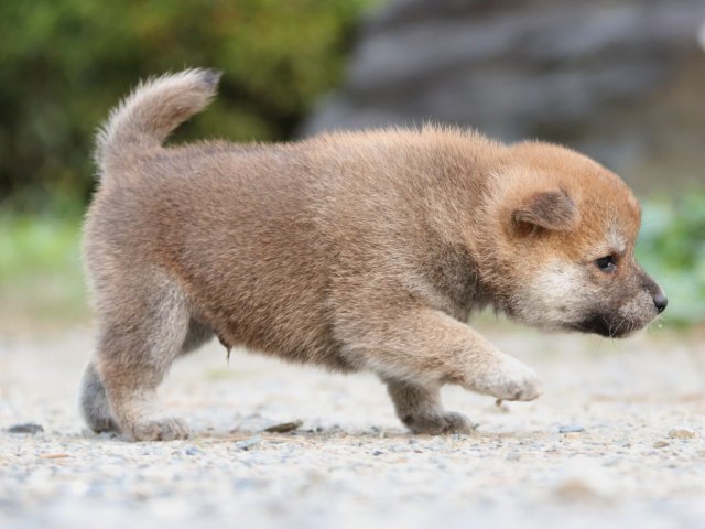 IMG_4801-shiba-puppy IMG_4801-shiba-puppy