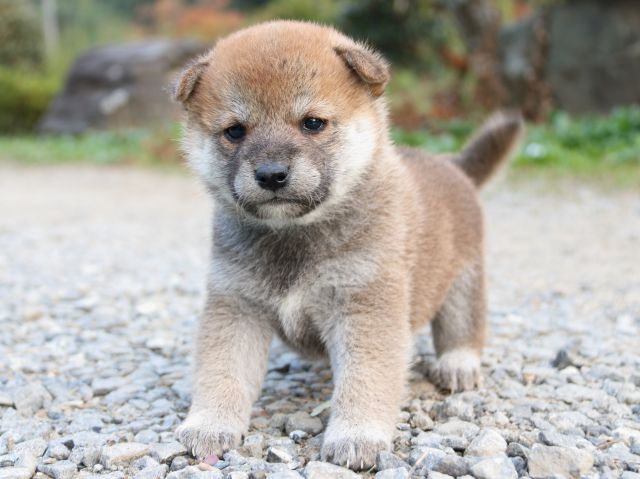 IMG_4815-shiba-puppy IMG_4815-shiba-puppy