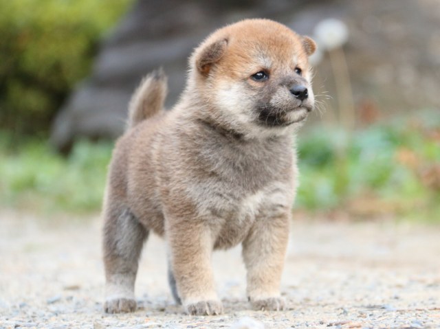 IMG_4820-shiba-puppy IMG_4820-shiba-puppy