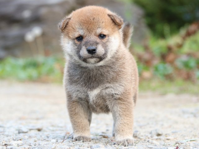 IMG_4831-shiba-puppy IMG_4831-shiba-puppy
