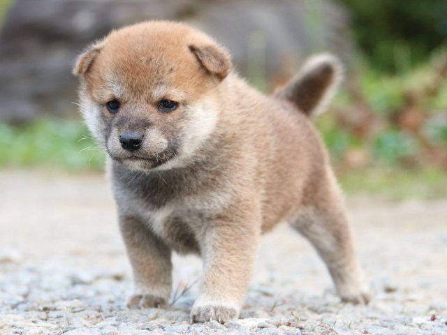 IMG_4833-shiba-puppy IMG_4833-shiba-puppy