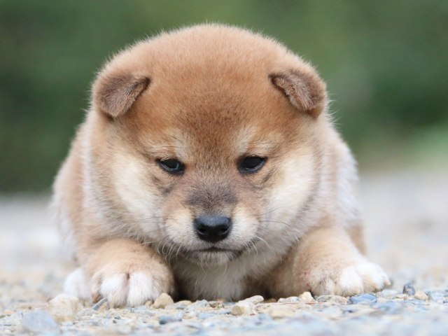IMG_4866-shiba-puppy IMG_4866-shiba-puppy