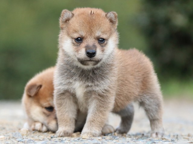 IMG_4876-shiba-puppy