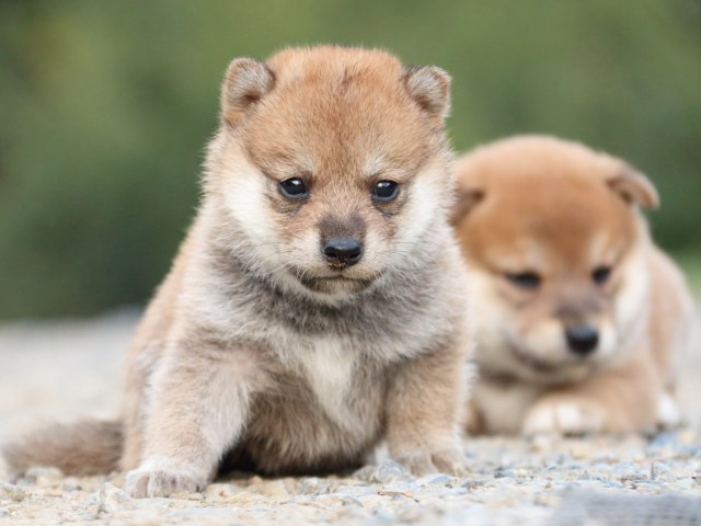 IMG_4892-shiba-puppy