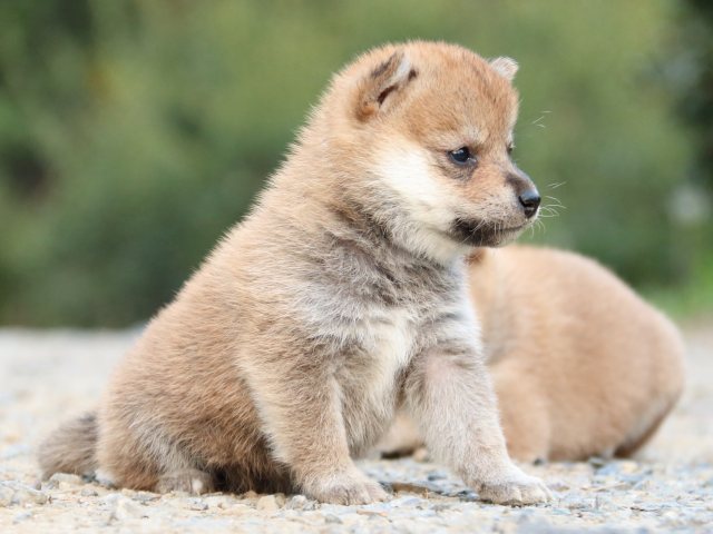 IMG_4905-shiba-puppy