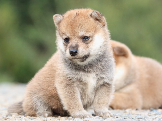 IMG_4906-shiba-puppy