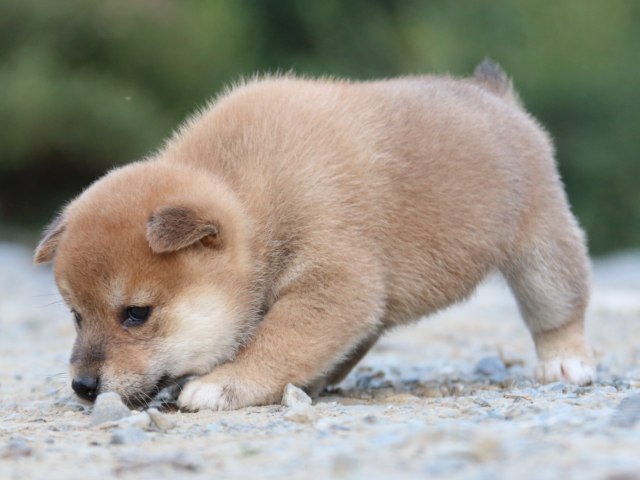 IMG_4932-shiba-puppy IMG_4932-shiba-puppy