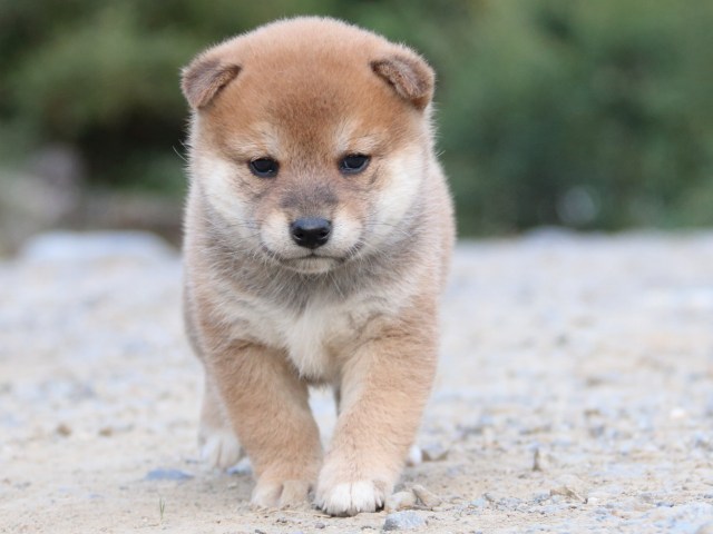 IMG_4962-shiba-puppy IMG_4962-shiba-puppy