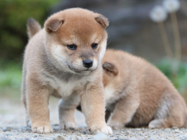 IMG_4996-shiba-puppy IMG_4996-shiba-puppy