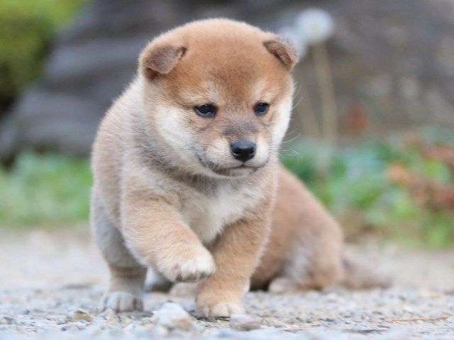 IMG_5001-shiba-puppy IMG_5001-shiba-puppy