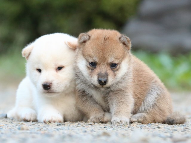 IMG_5025-shiba-puppy
