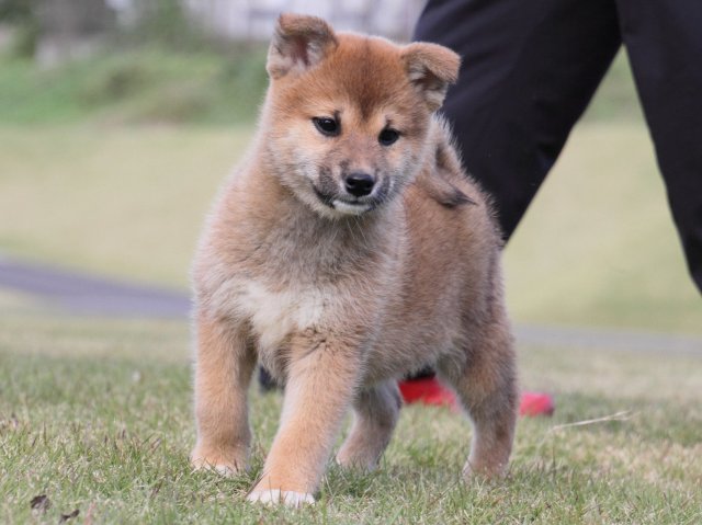 IMG_5062-shiba-puppy IMG_5062-shiba-puppy