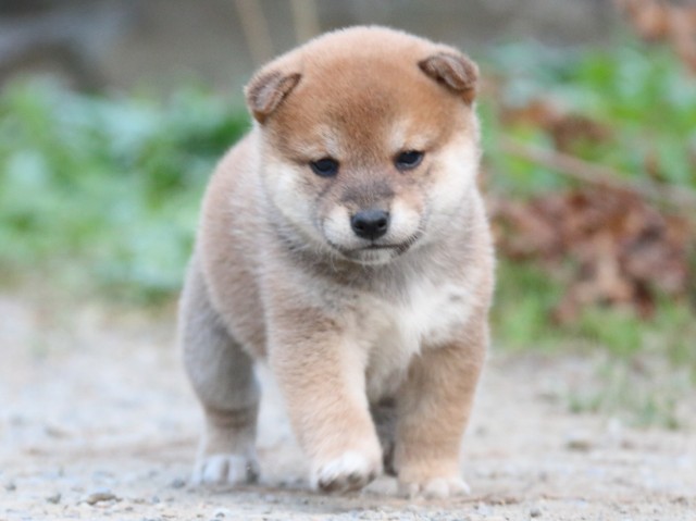IMG_5117-shiba-puppy IMG_5117-shiba-puppy