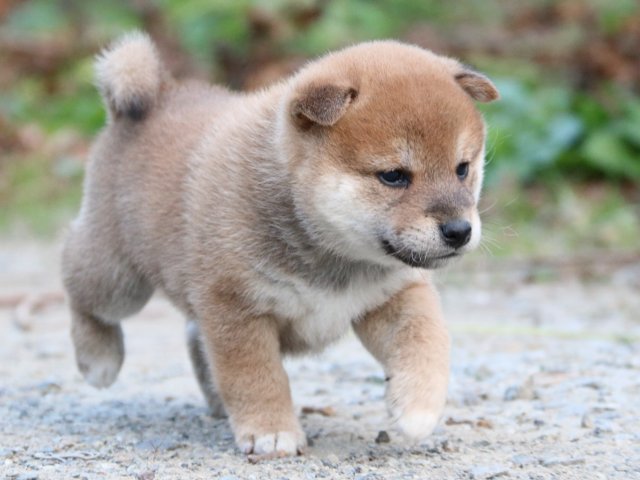 IMG_5119-shiba-puppy IMG_5119-shiba-puppy