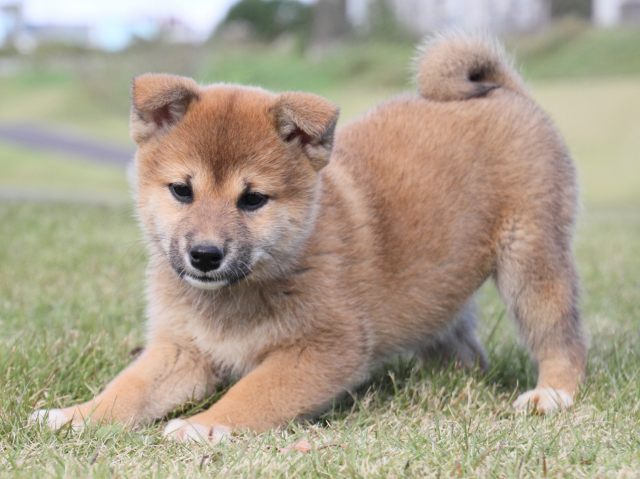 IMG_5122-shiba-puppy IMG_5122-shiba-puppy