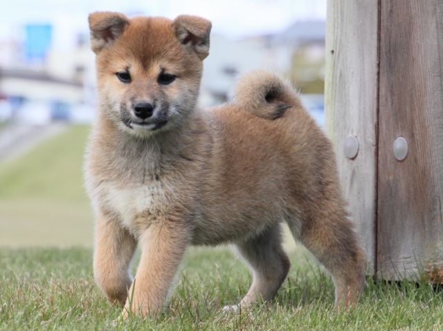 IMG_5138-shiba-puppy IMG_5138-shiba-puppy