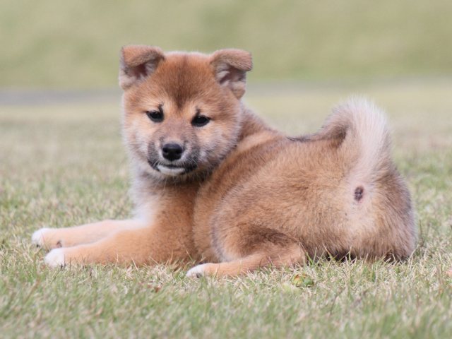 IMG_5163-shiba-puppy IMG_5163-shiba-puppy