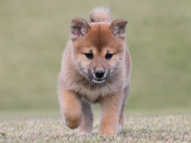 IMG_5217-shiba-puppy IMG_5217-shiba-puppy