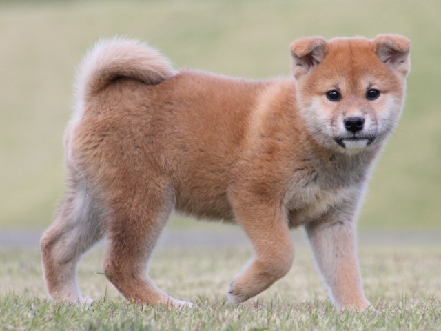 IMG_5243-shiba-puppy IMG_5243-shiba-puppy