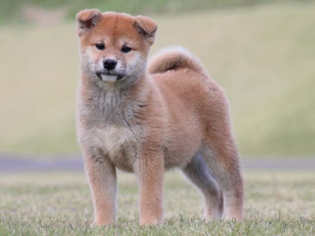IMG_5291-shiba-puppy IMG_5291-shiba-puppy