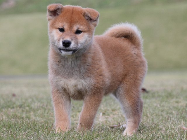IMG_5334-shiba-puppy IMG_5334-shiba-puppy