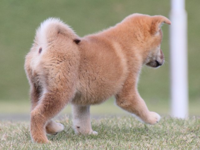 IMG_5345-shiba-puppy IMG_5345-shiba-puppy