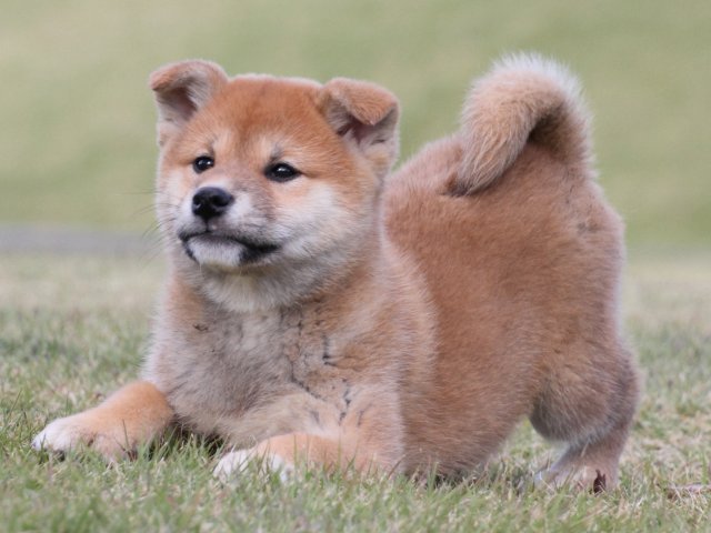 IMG_5380-shiba-puppy IMG_5380-shiba-puppy