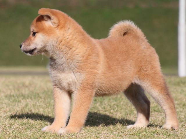 IMG_5432-shiba-puppy IMG_5432-shiba-puppy