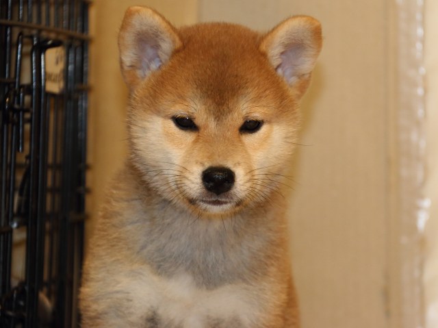 IMG_5487-shiba-puppy