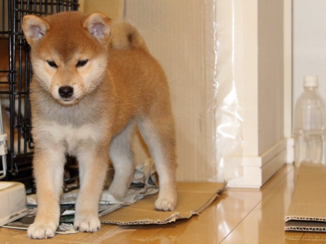 IMG_5506-shiba-puppy
